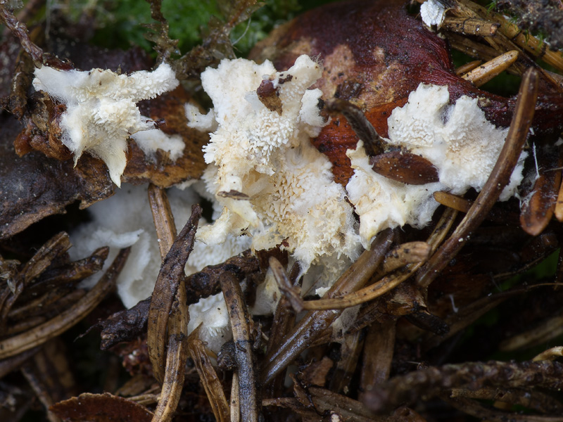 Sistotrema muscicola